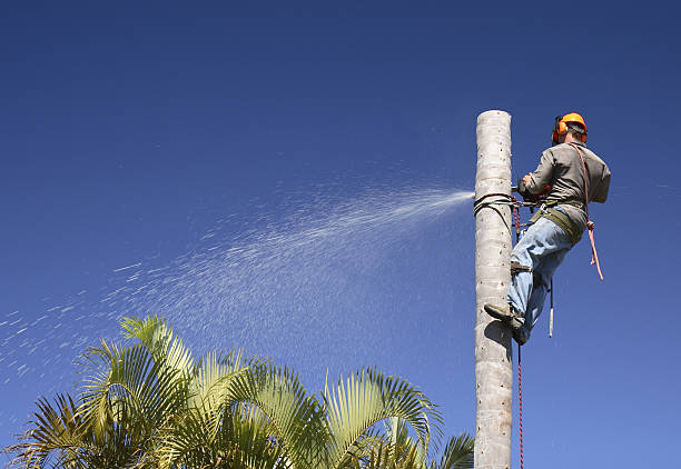 Tree and Shrub Care in Newport, WA