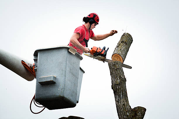 How Our Tree Care Process Works  in  Newport, WA