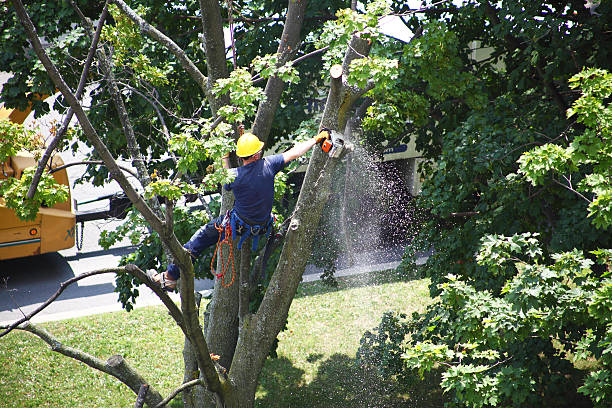 Reliable Newport, WA Tree Care Solutions